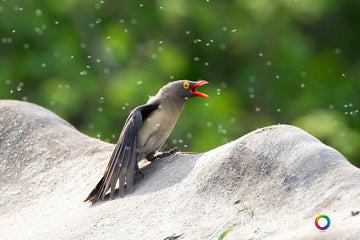 Oxpecker Surrounded by Flies