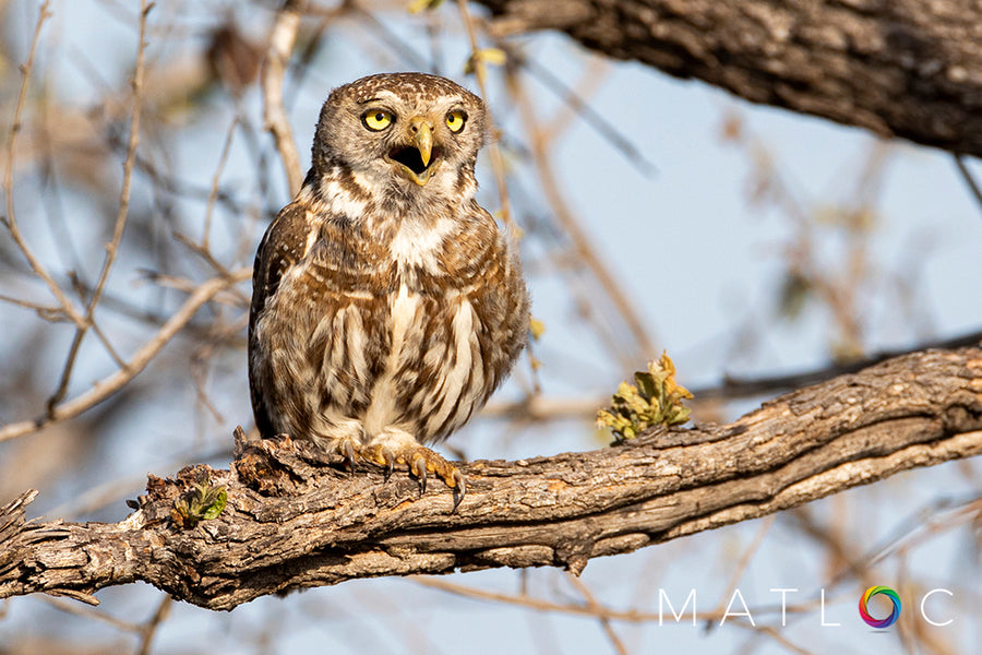 Pearl Spotted Owlet