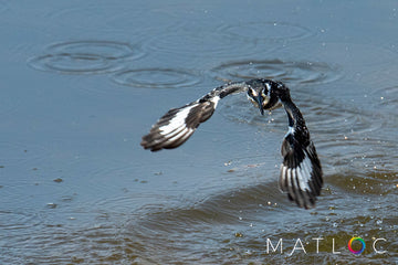 Pied Kingfisher Diving