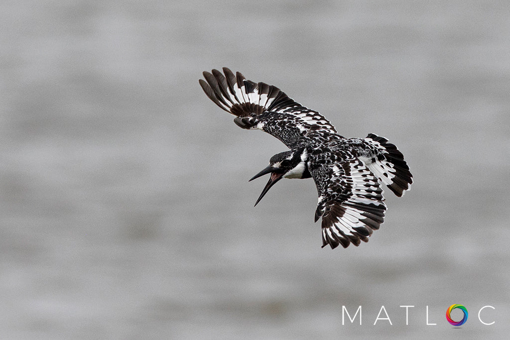 Pied Kingfisher Flying