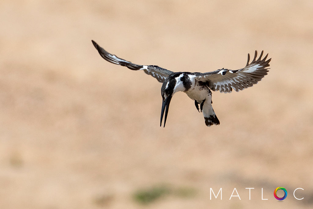 Pied Kingfisher Hovering