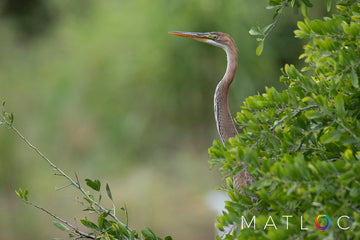 Purple Heron Hiding