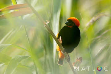 Red Bishop