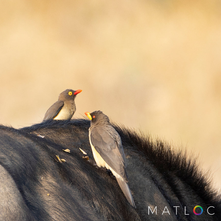 Red and Yellow Oxpeckers