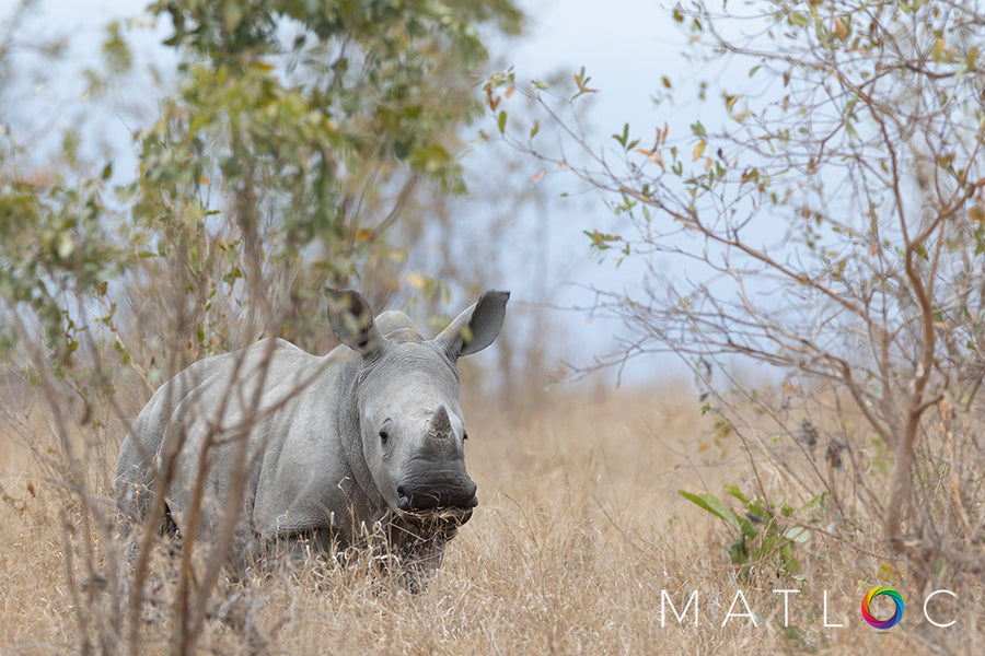 Rhino Standing in the Grass