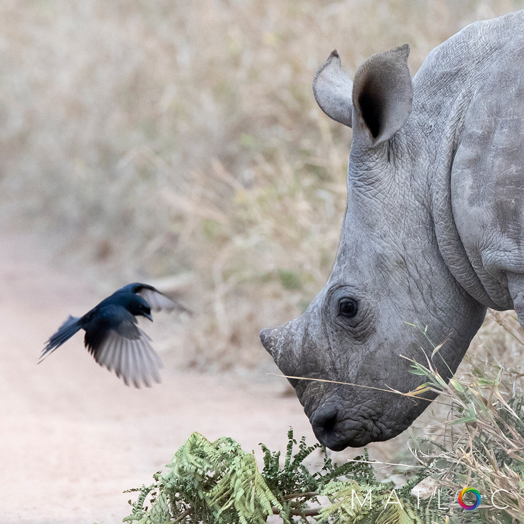 Rhino and Drongo