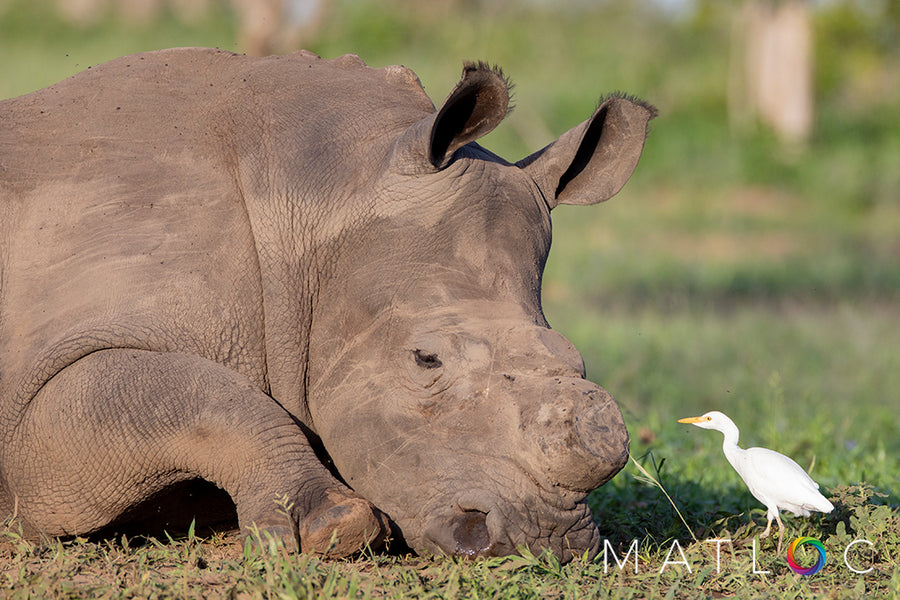 Rhino and Egret