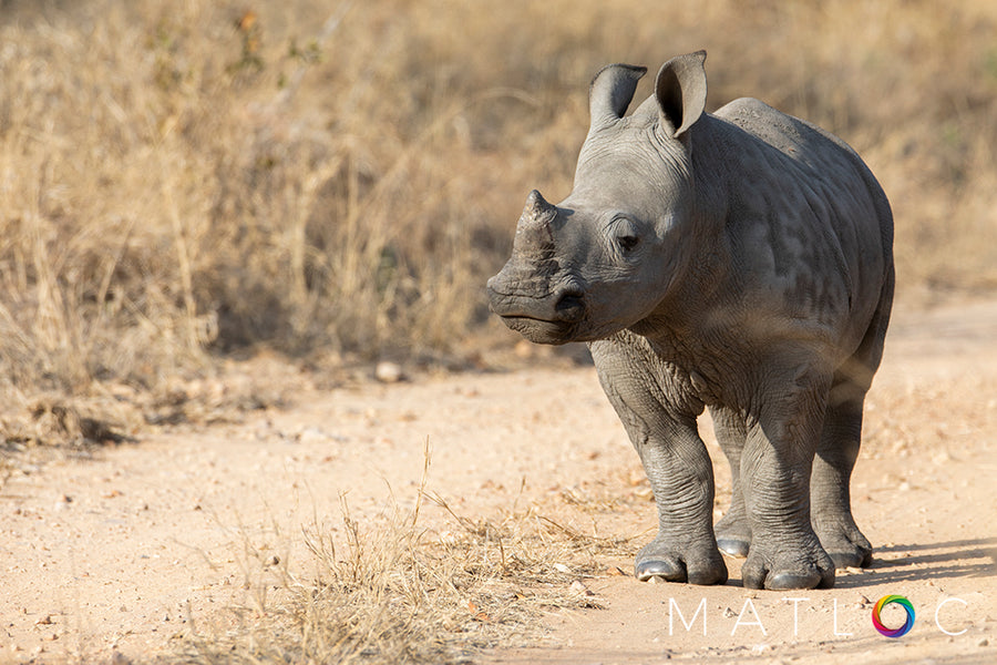 Rhino on the Road