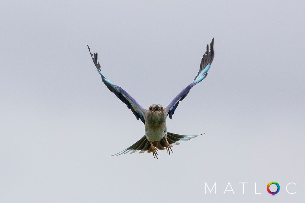 Roller bird