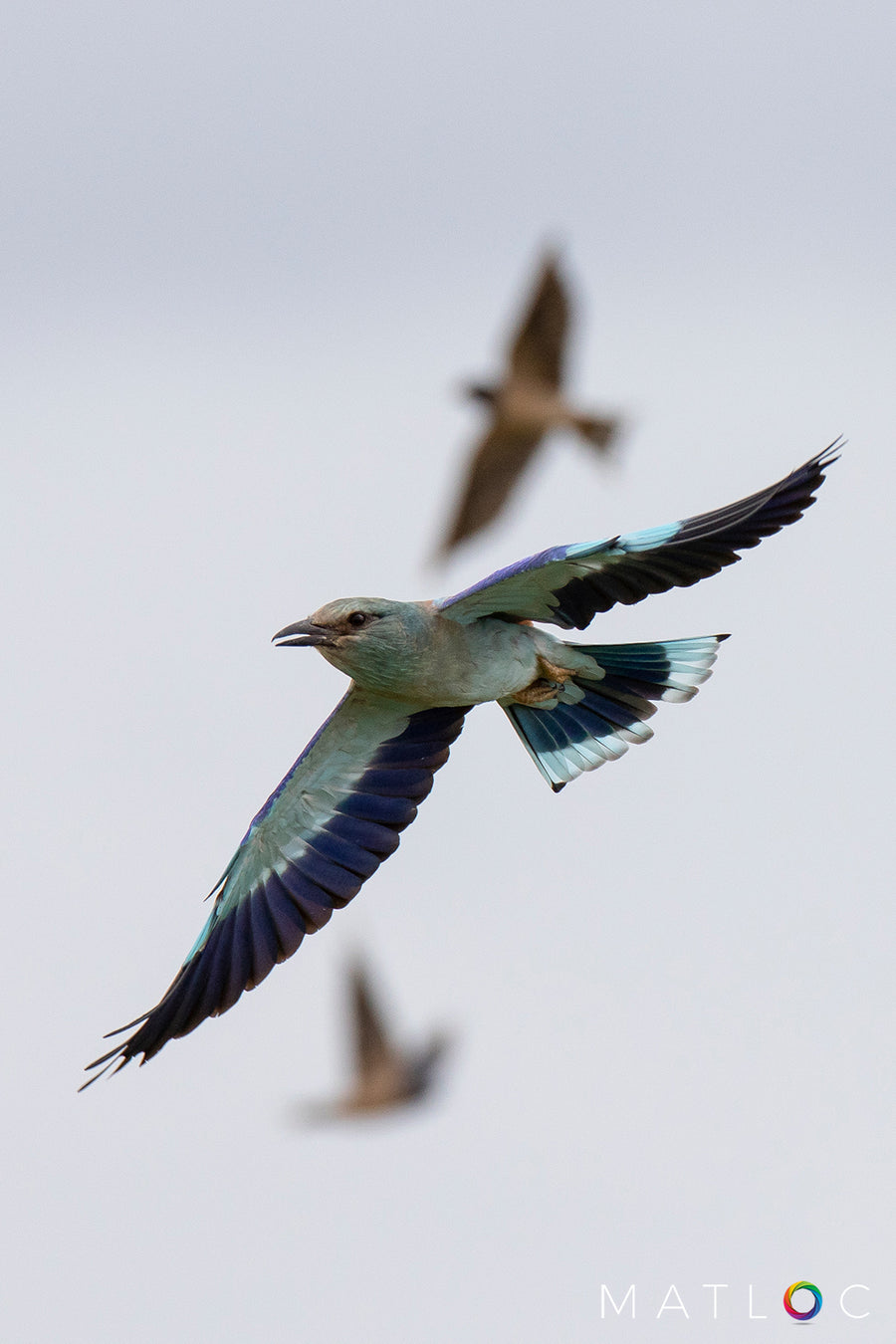 Roller bird in Flight