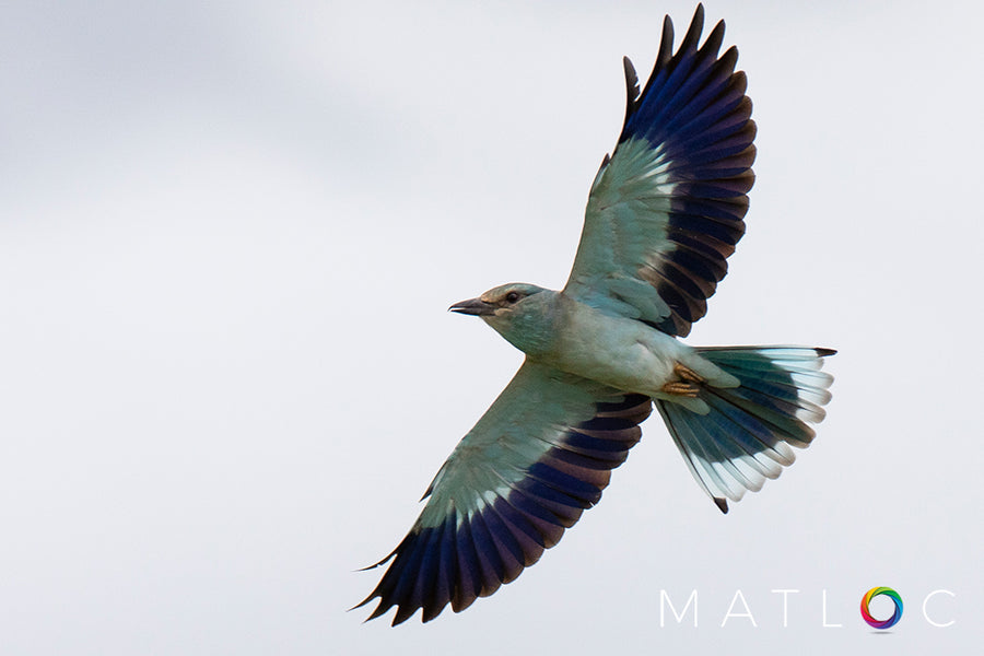 Roller Bird