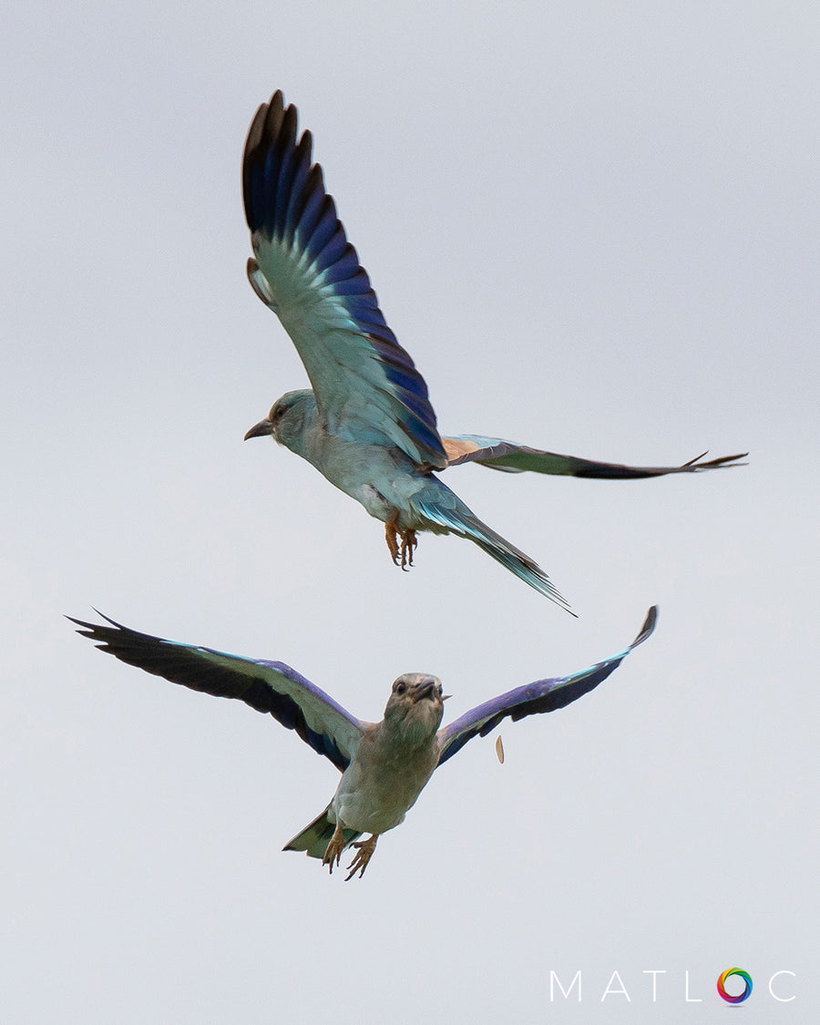 Roller Birds