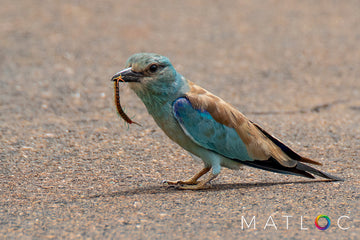 Roller Road Feast