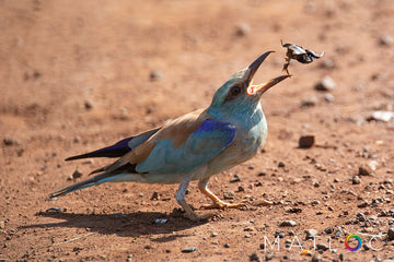 Roller Road Feasting