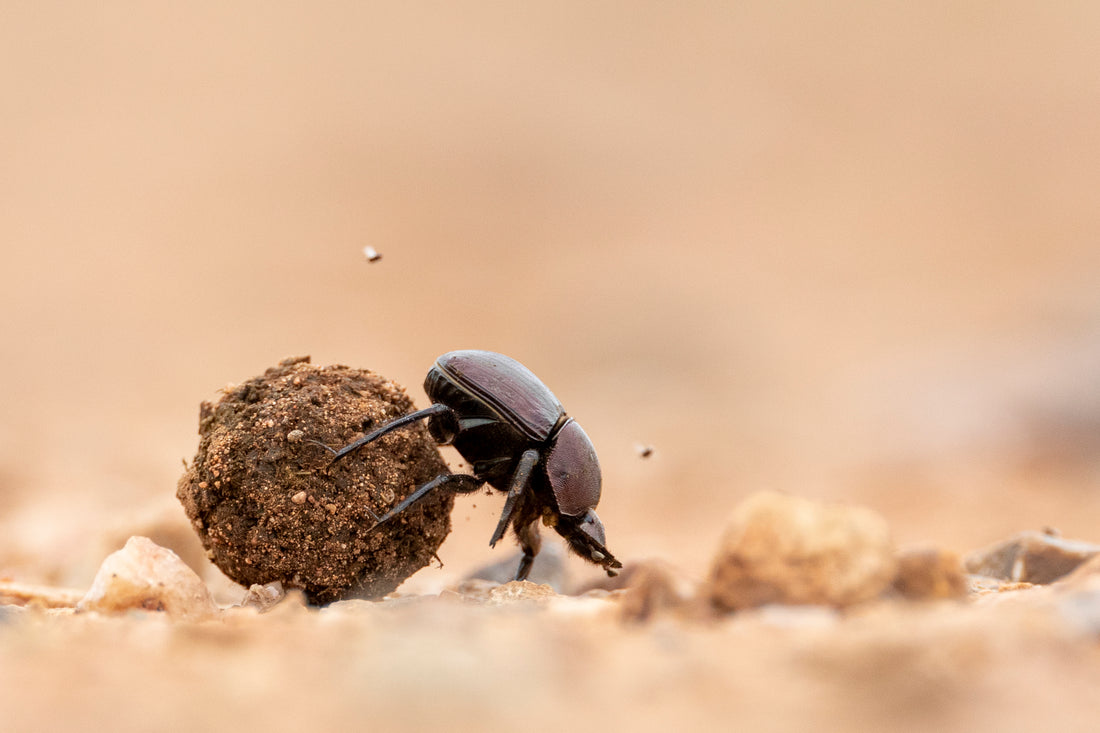 Dung Beetle with his Ball of Dung - 1