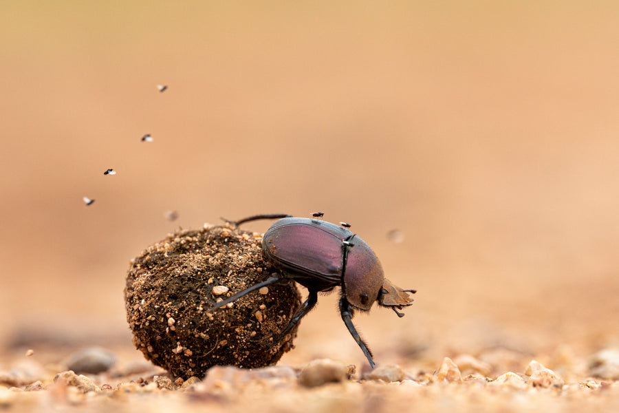 Dung Beetle with his Ball of Dung - 2