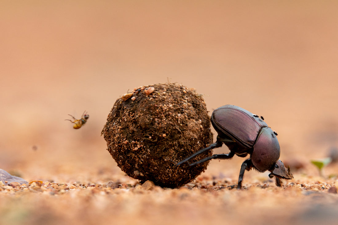 Dung Beetle with his Ball of Dung - 3