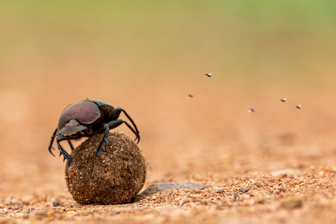 Dung Beetle on his Dung Ball