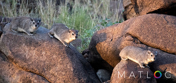 Dassie Trio