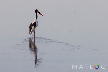 Saddle-billed Stork