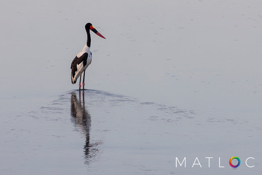 Saddle-billed Stork