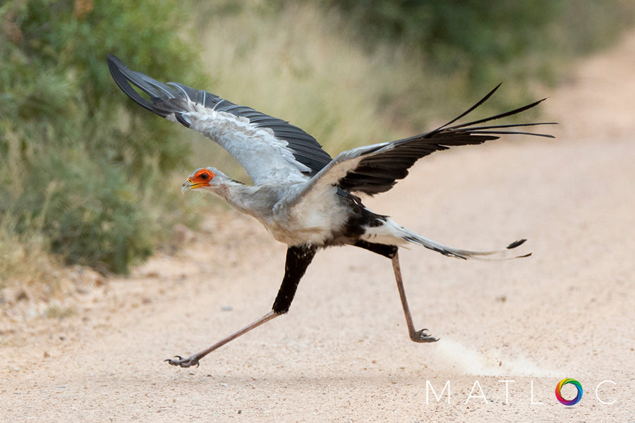 Secretary Bird Run