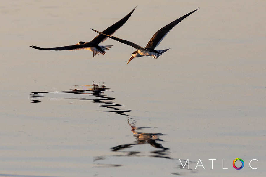 Skimmers Evening Flight