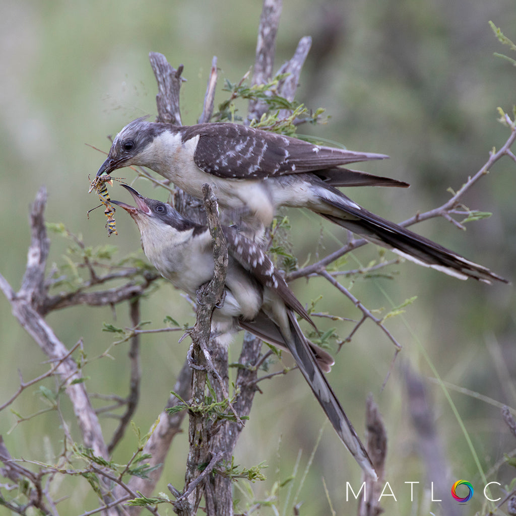 Speckled Cuckoos