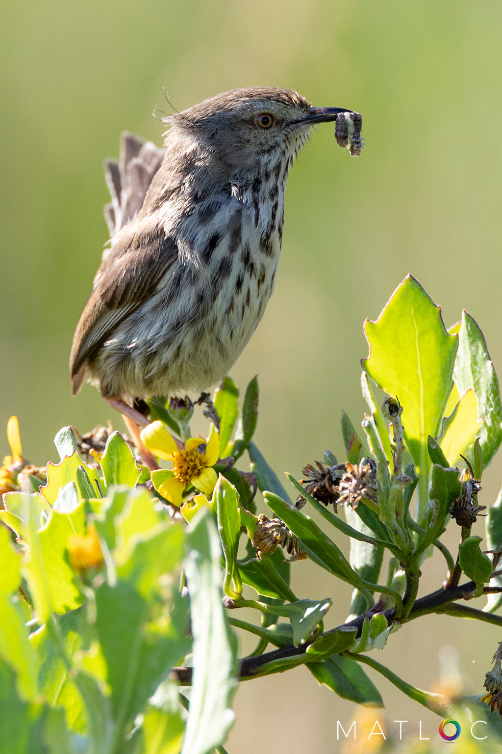 Spotted Flycatcher Hunt