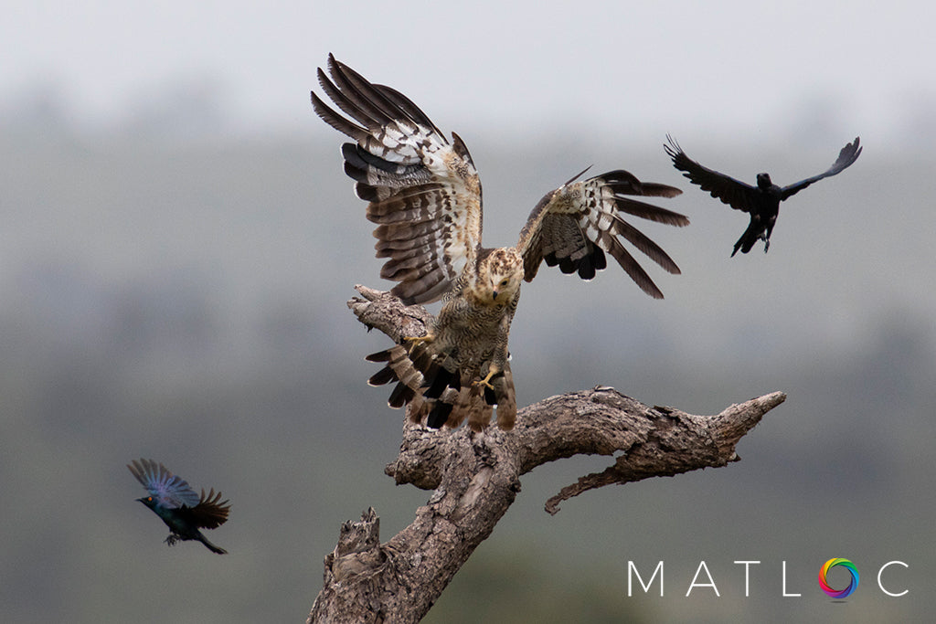 Starling Mobbing