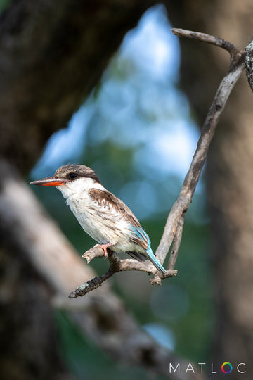 Striped kingfisher