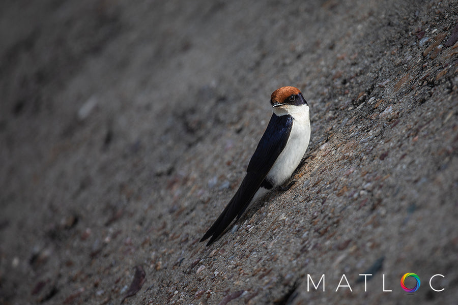 Swallow on a Dam Wall