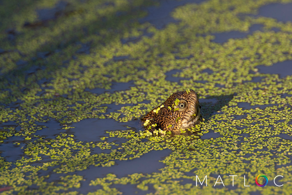 Terrapin Popping out the Water