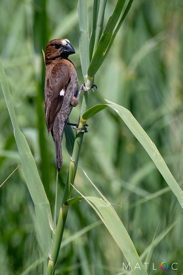 Thick-billed Weaver