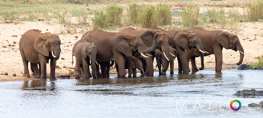 Thirsty Elephants