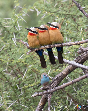 Three Bee-eaters and a Blue Waxbill