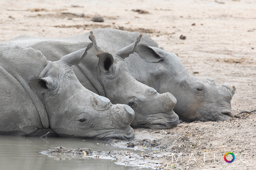 Rhino Relaxing