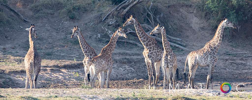 Tower of Giraffes