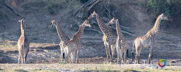 Tower of Giraffes