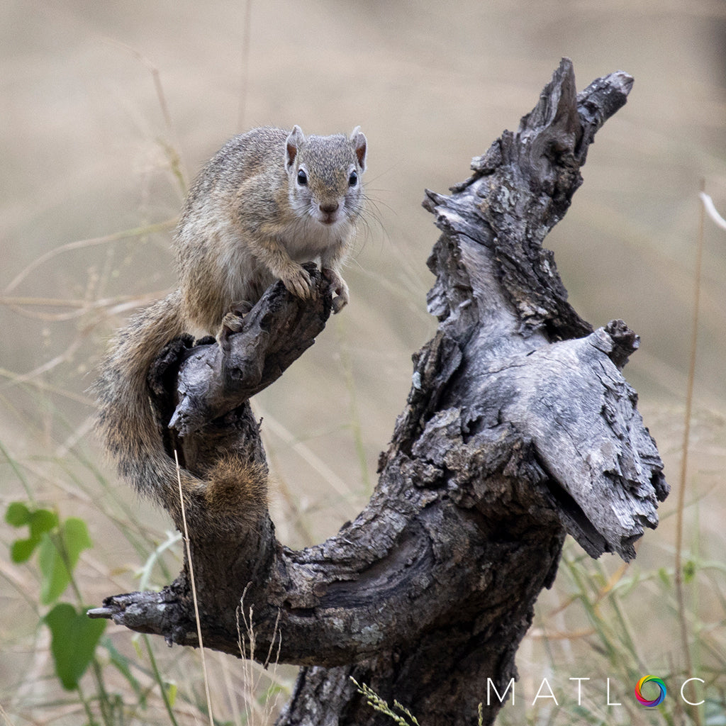 Tree Squirrel