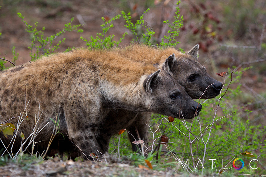 Hyena Heads