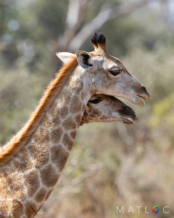 Giraffe Heads