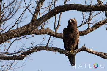 Wahlberg's Eagle