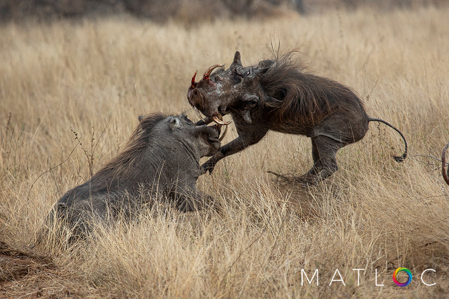 Warthog Brawl