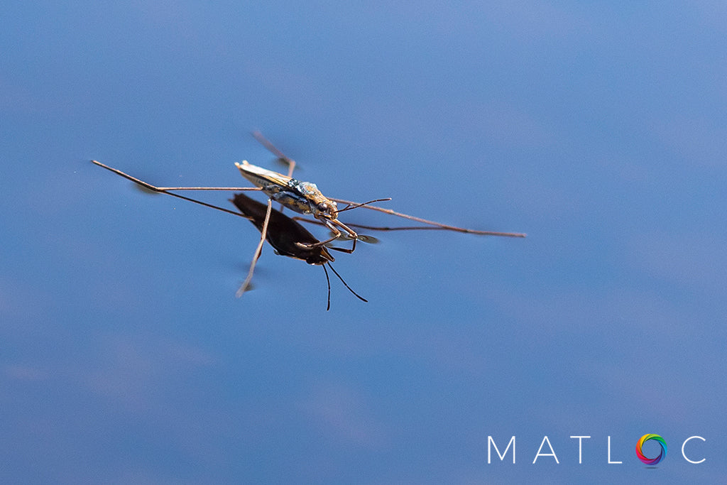 Water Strider