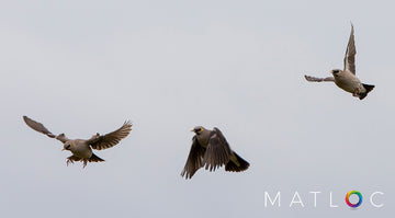 Wattled Starling Flight