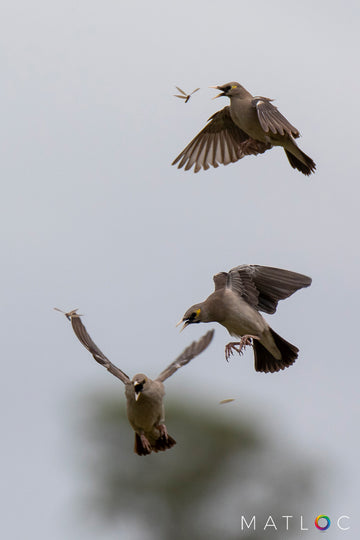 Wattled Starling Hunt