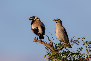 Wattled Starling