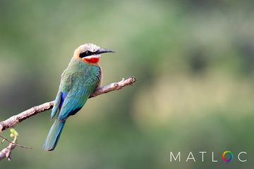 White Fronted Bee-Eater