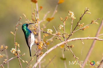 White-bellied Sunbird